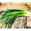 Bunching Green Onion Seeds Scallions About 300 Non-GMO Seeds for