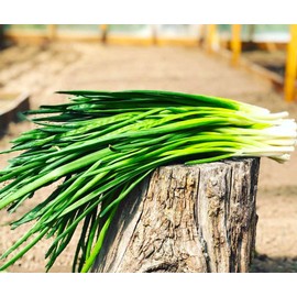 Bunching Green Onion Seeds Scallions About 300 Non-GMO Seeds for Planting