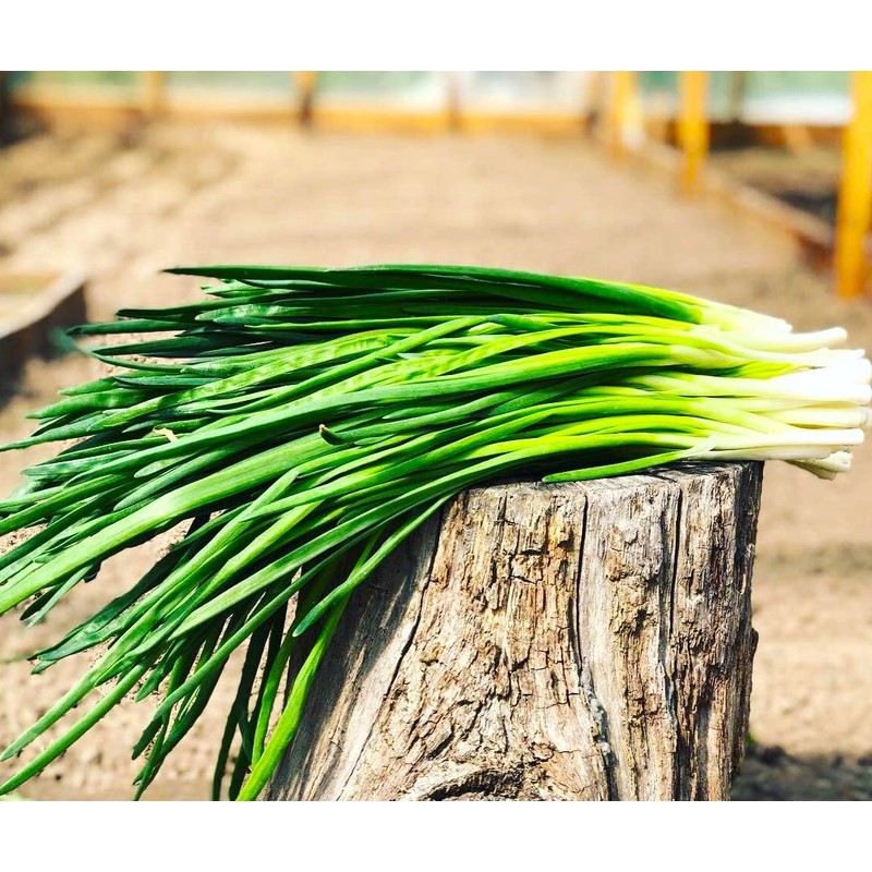 Bunching Green Onion Seeds Scallions About 300 Non-GMO Seeds for