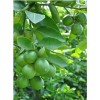 Home-Growth Key Lime, Acid Lime - 10 Seeds 2024 -