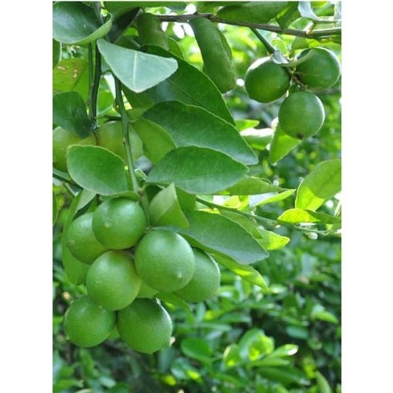 Home-Growth Key Lime, Acid Lime - 10 Seeds 2024 -