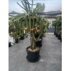 ORGANICO One sweet, Julie, DRAGON FRUIT CUTTING 8- 12 Inches