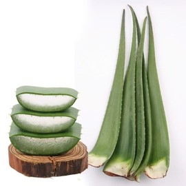 Saint Aloe Vera 5kg / 생 알로에 베라 5kg
