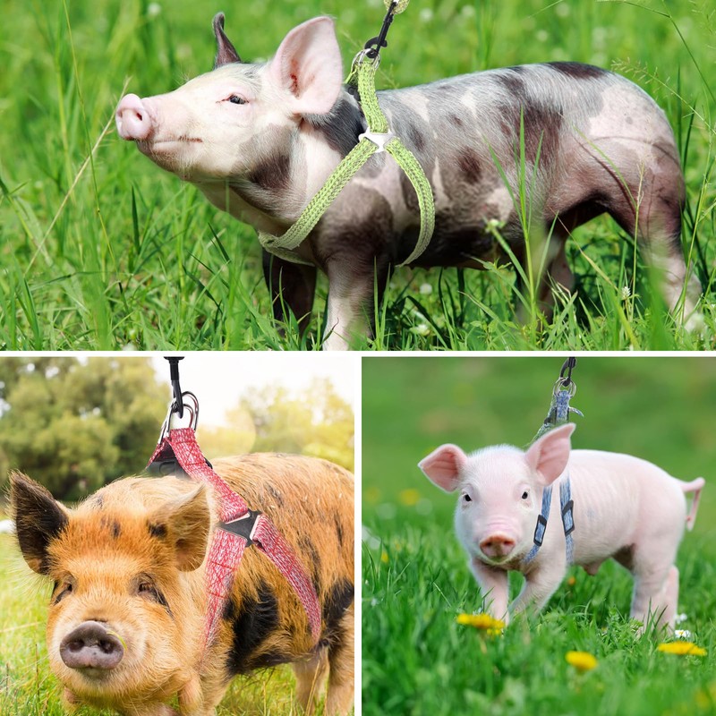 Mini Pig Harness, Adjustable Small Pig Harness with Leash Infinity