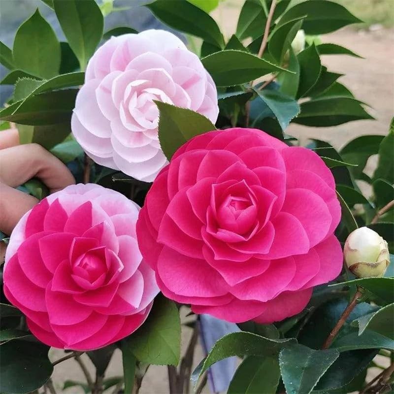 Mixed Camellia Seeds for Planting -20Pcs Non-GMO Heirloom Camellia Seeds