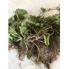 Pennywort 15 PCs Live Plant Bare Root Gotu Kola Ready