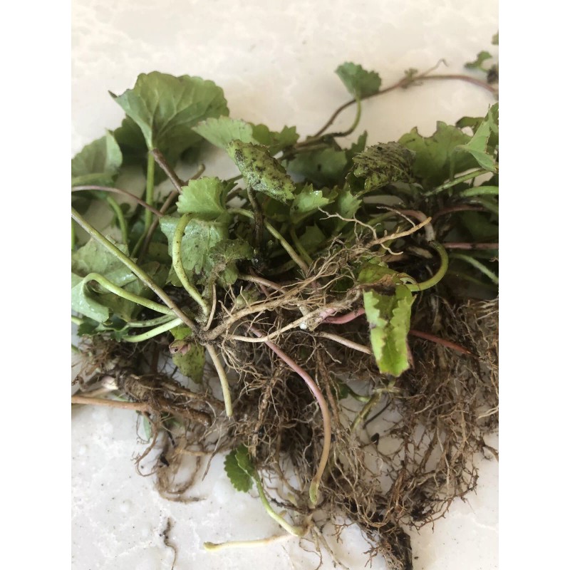 Pennywort 15 PCs Live Plant Bare Root Gotu Kola Ready