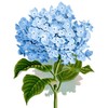CafePress Blue Hydrangea Flowers Sticker Oval Car Bumper Sticker