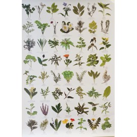 Garden HERBS Poster - 56 HERB images …