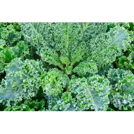 1000 Vates Blue Scotch Curled Kale Seeds for Planting Heirloom Non GMO 4+ Grams Garden Vegetable Bulk Survival