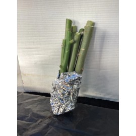 Fresh IMMUNE BOOST, ORGANIC, 3 X6-10” Easy To grow Moringa Cuttings FREE SHIPPING WOW!