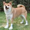 Hikiwin 40Pcs Disposable Dog Boots for Paw Protection, Pet Booties