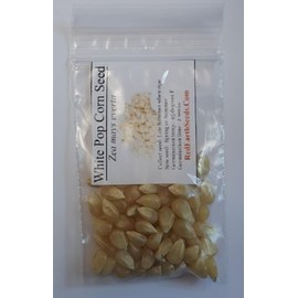 White 50 Pop Corn - Zea mays everta kernels (Organically Grown)