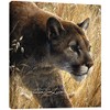Tree-Free Greetings 85909 11.25 x 11.25-Inch Mountain Lion Themed Wildlife Art EcoArt Home Decor Wall Plaque
