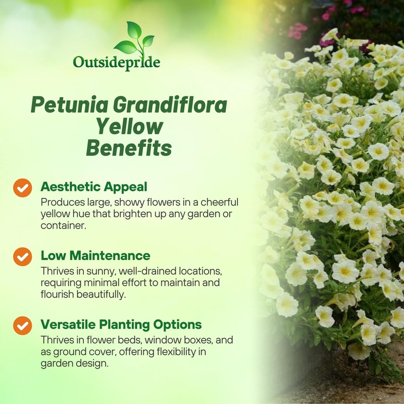 Outsidepride Yellow Petunia Grandiflora Seeds - 500 Pcs. Annual, Compact