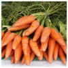 Everwilde Farms - 2000 Chantenay Royal Carrot Seeds - Gold
