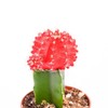Live Moon Cactus Plant – Fully Rooted - 3-Inch Moon