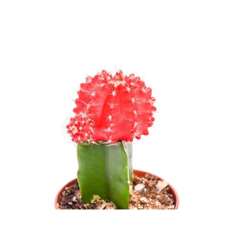 Live Moon Cactus Plant – Fully Rooted - 3-Inch Moon