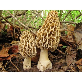RAISE ME UP: Morel Mushrooms Spores (Morchella esculenta) Non GMO Heirloom 100 Seeds