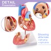 Human Heart Model Life Size Medical Heart Model for Anatomy,