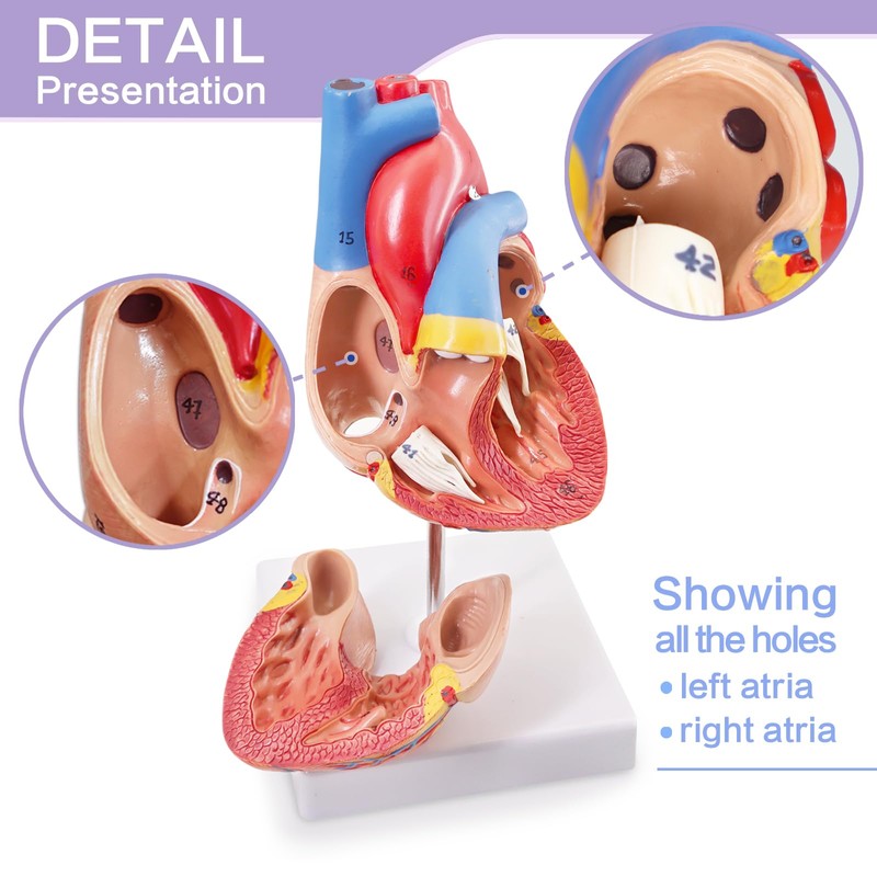 Human Heart Model Life Size Medical Heart Model for Anatomy,