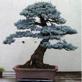 30 Blue Spruce Bonsai Tree Seeds for Planting