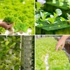 Legigo Legigo 1 Inch Rockwool Cubes Seed Starter Grow Cubes