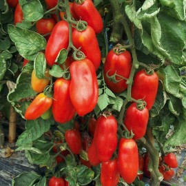 Southeast Seeds San Marzano Tomato Seeds, NON-GMO, Italian Pasting, Determinate, FREE SHIPPING - 60 Seeds