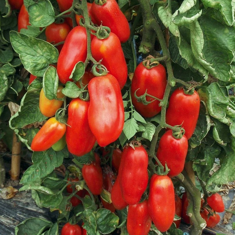 Southeast Seeds San Marzano Tomato Seeds, NON-GMO, Italian Pasting, Determinate,