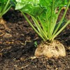 Organic Turnip Seeds (Golden Globe) - Approx 500 Seeds -