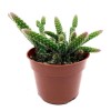 SUCCULENT ADDICTION 4" Rat Tail Live Cactus/Succule