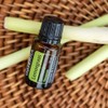 Aceite esencial de hierbabuena doTERRA., Cymbopogon flexuosus, 1