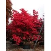 Tree Two Medium Japanese Maple Live Tree Seedling Garden 2