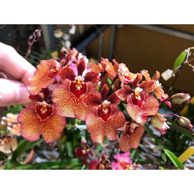 Tezula Plants Florikan 16-5-11 NPK MAX 180 Day Timed Release
