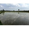 Rigel Spices | Thooyamalli Rice (4Lbs)| Jasmine Rice | 12+months