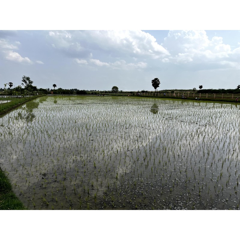 Rigel Spices | Thooyamalli Rice (4Lbs)| Jasmine Rice | 12+months