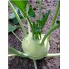 Seeds Kohlrabi (Cabbage German Turnip) Giant Biennial Vegetable for Planting