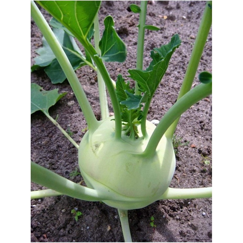 Seeds Kohlrabi (Cabbage German Turnip) Giant Biennial Vegetable for Planting
