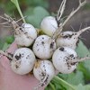 White Globe Radish - 150 Seeds - Heirloom & Open-Pollinated