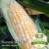 Honest Seed Co. Sweet Corn Seeds for Planting Serendipity Variety | Non-GMO - 30+