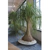 Seeds4planting - Seeds Ponytail Palm Bottle Perennial Tree
