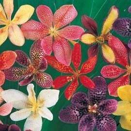 Park Seed Park's Candy Lily Seeds