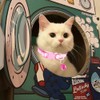 MJIYA Cat Collar with Bell, Breakaway Grid Collar with Plastic