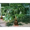 FUN AND GROW SEEDS: Seeds Chinese Fan Palm Livinstona Indoor