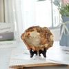 mookaitedecor 5-6.7” Natural Petrified Wood Slice Stone Specimen with Wooden
