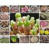 Mixed Succulent Seeds, 100seeds/pack