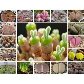Mixed Succulent Seeds, 100seeds/pack