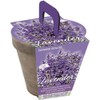 Lavender Grow Kit, with Terra Cotta Pot