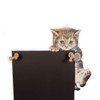 Chalkboards UK Small Memo Board/Chalkboard/Blackboard/Kitchen Chalk Board with Printed Kitten