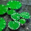WhistenFla Floating Lily Pads for Ponds, 6Pcs Realistic Lily Pads